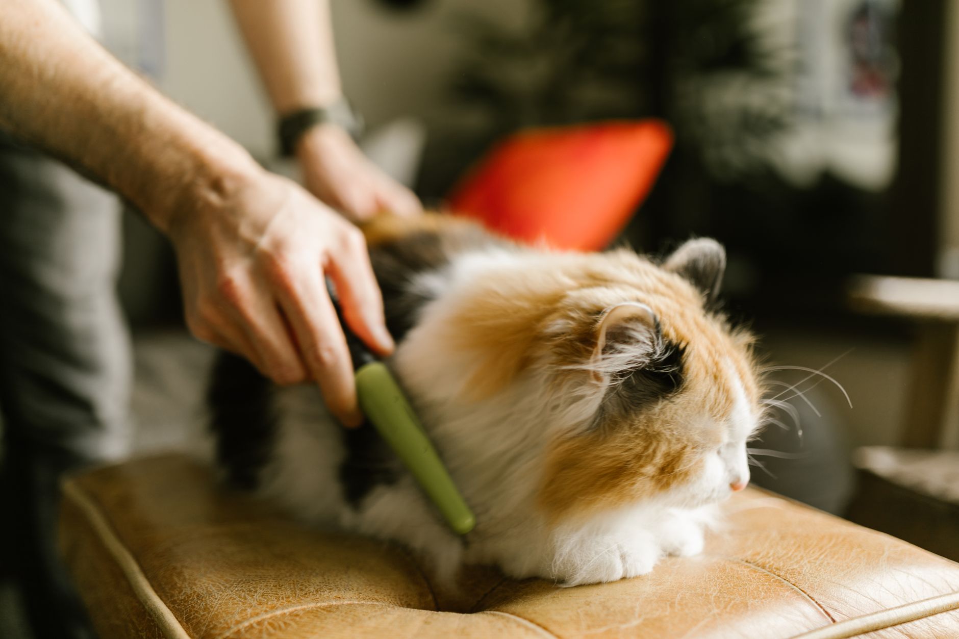 Cepillado de un gato de pelo largo con cepillo desenredante