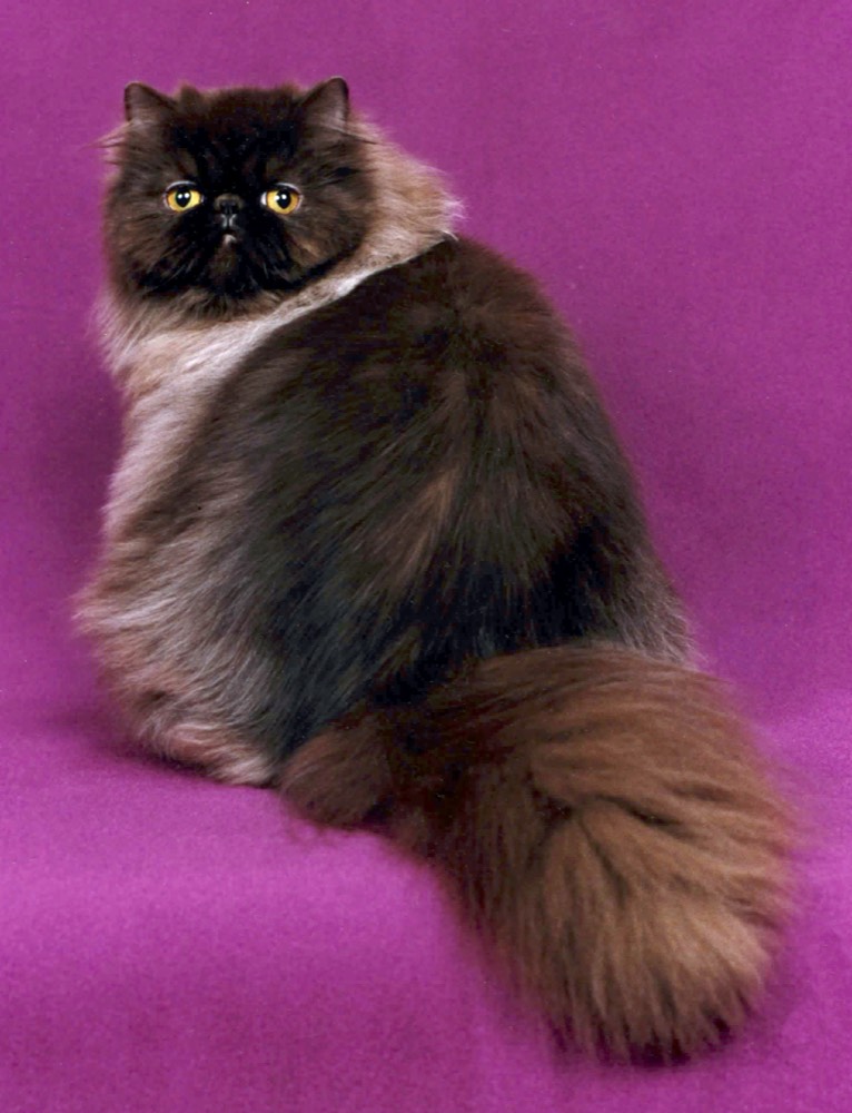 Gato Persa