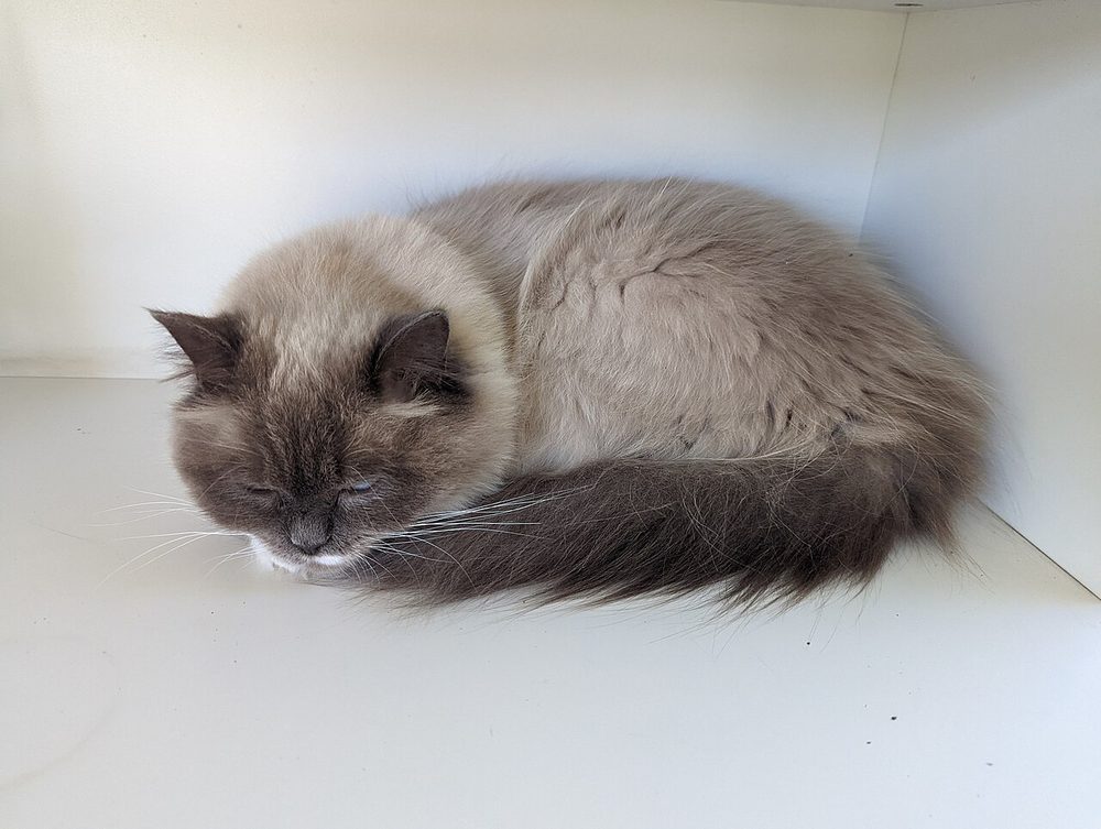 Gato Ragdoll (gato) ficha de raza
