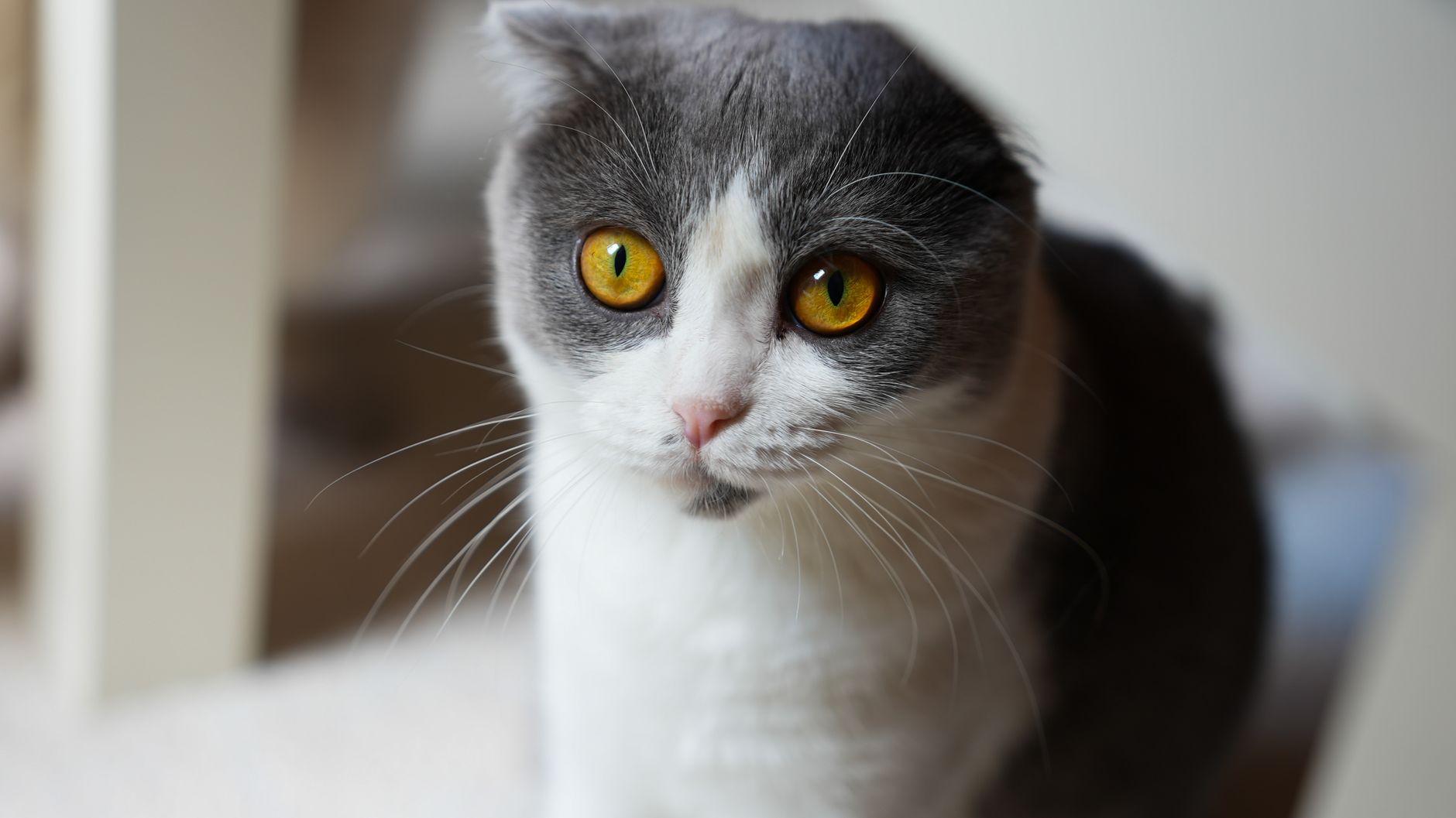 Gato Scottish Fold adulto con orejas características dobladas
