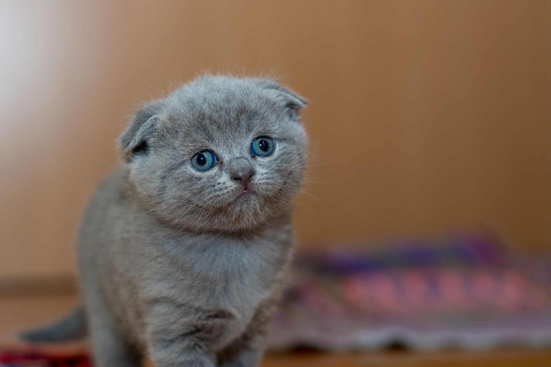 Gatito Scottish Fold de pocas semanas con orejas empezando a doblar