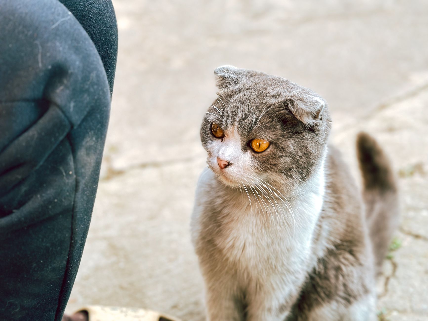 Gato de orejas dobladas descansando en ambiente doméstico