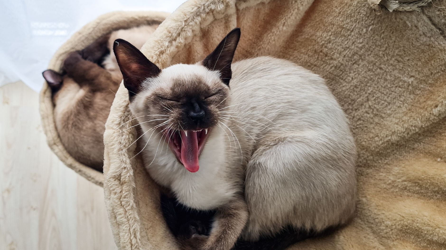 Gato Siamés