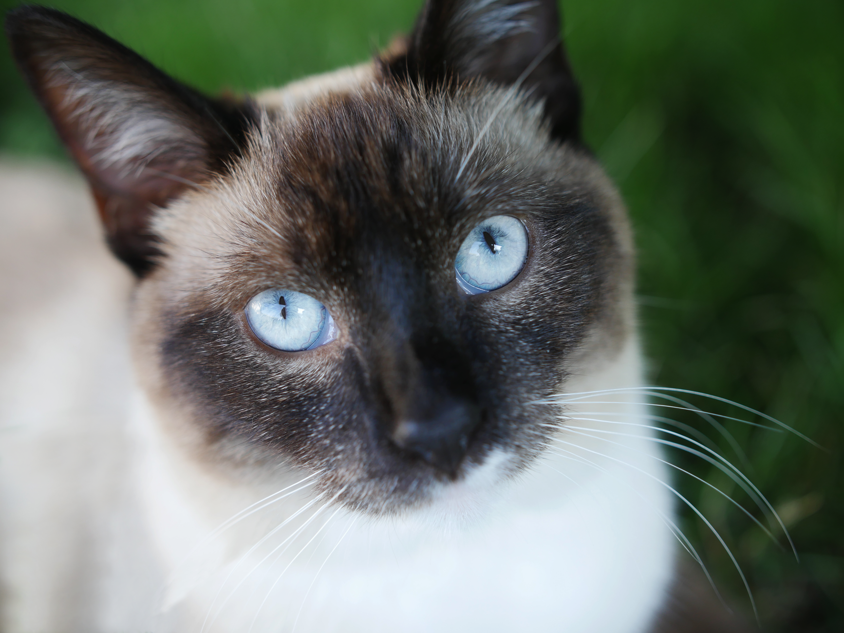 Primer plano de gato Siamés con intensos ojos azules