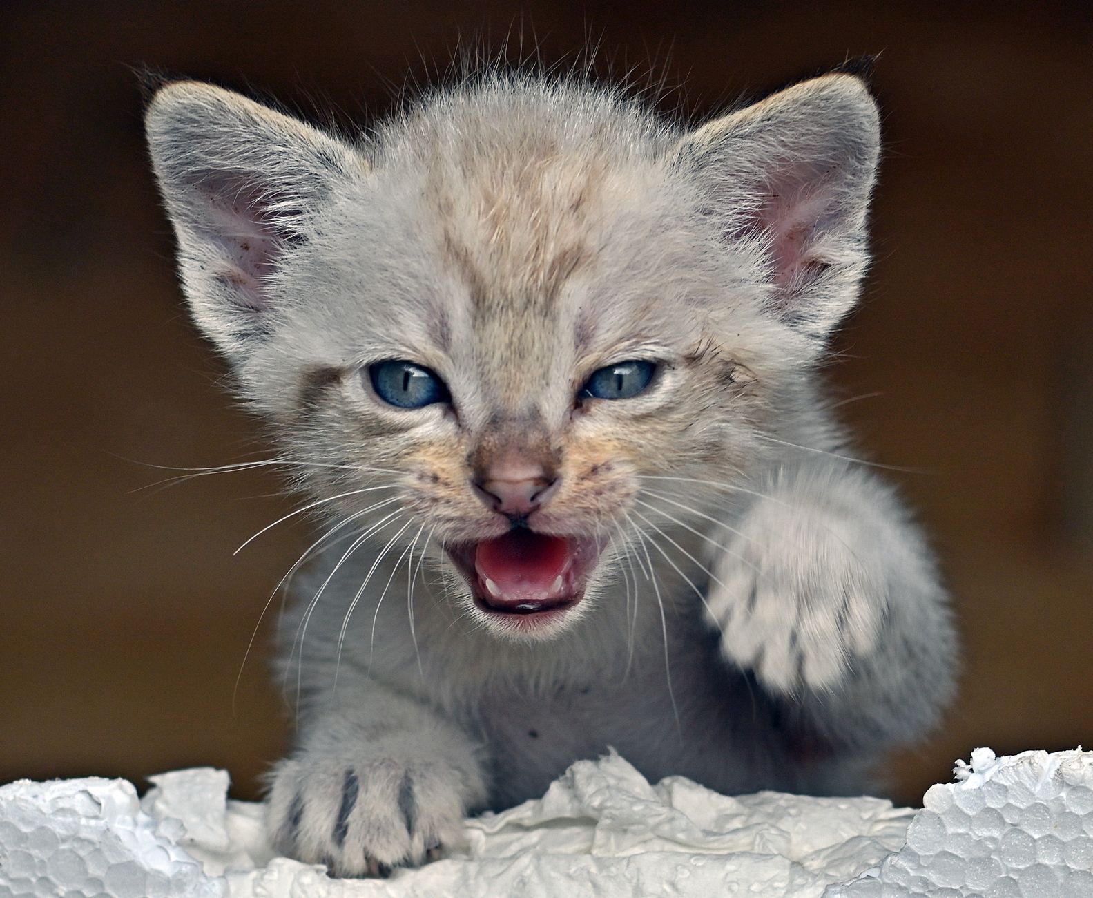 Cachorro de gato Siamés jugando