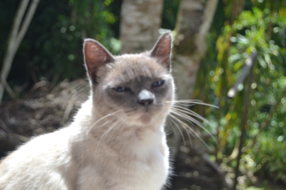 Gato Siamés