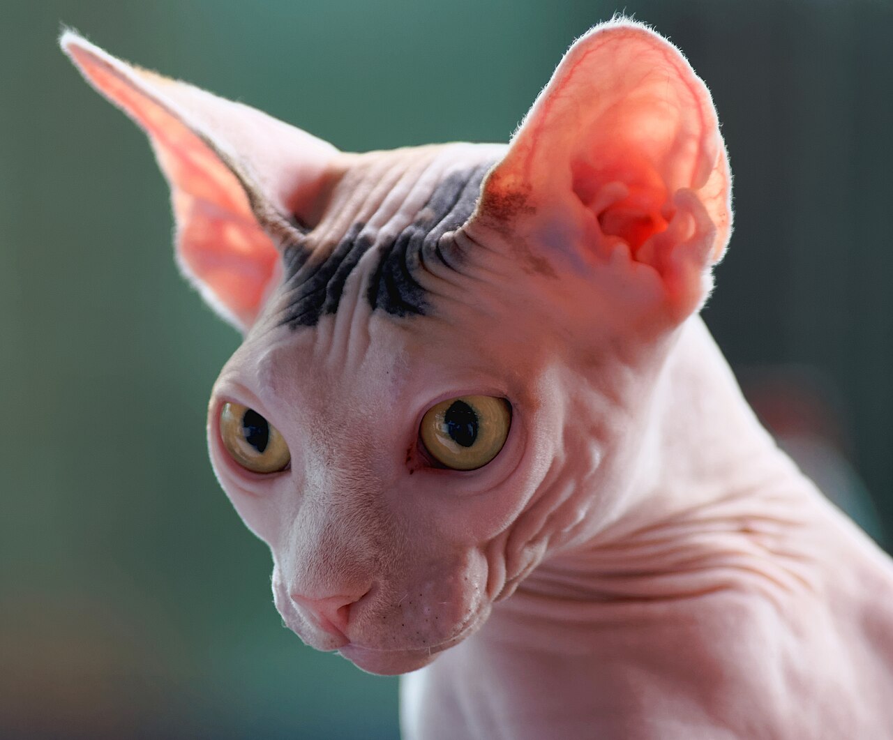 Gato Sphynx (gato sin pelo) ficha de raza