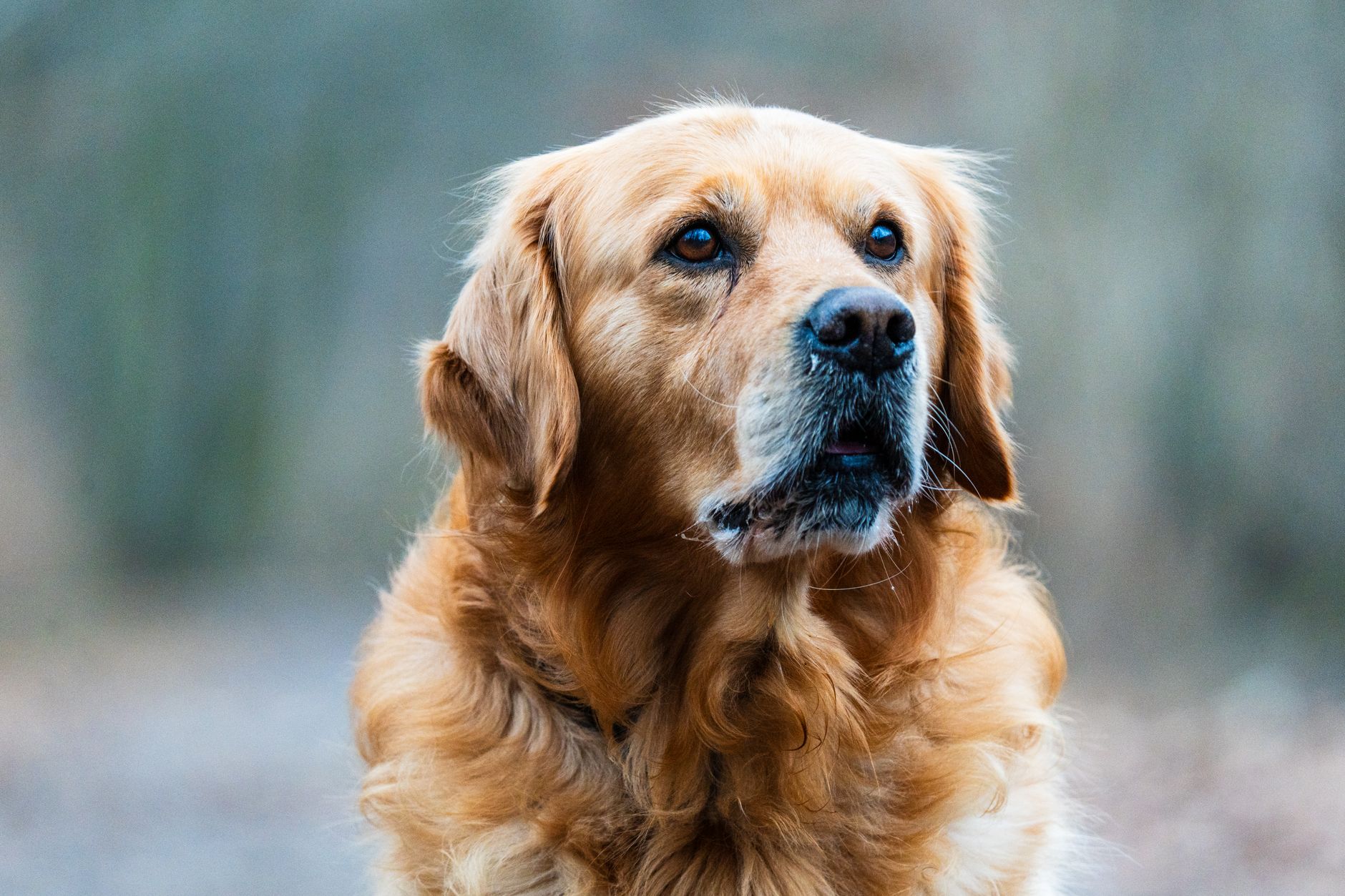 Golden Retriever adulto con pelaje dorado brillante