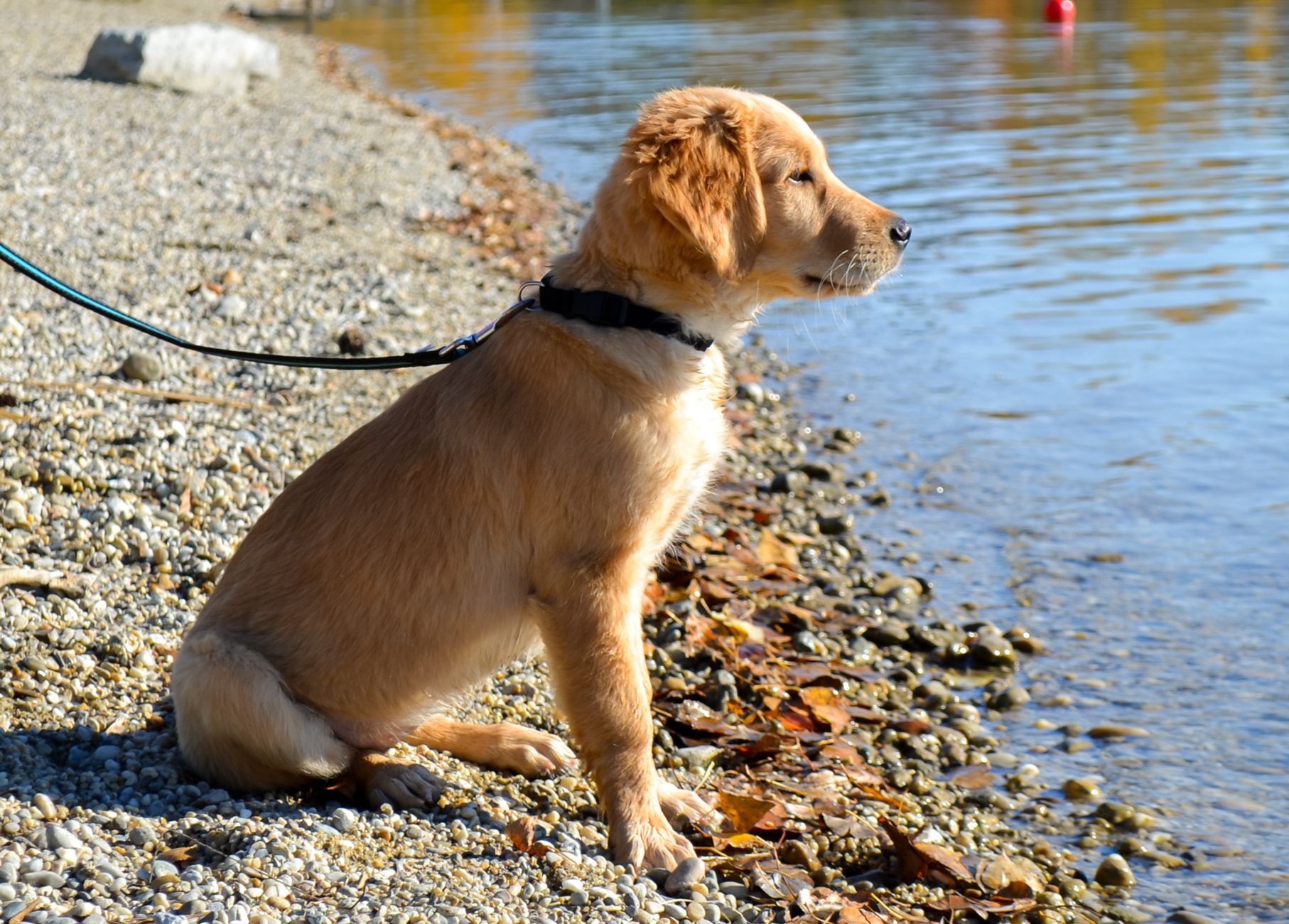 Cachorro de Golden Retriever