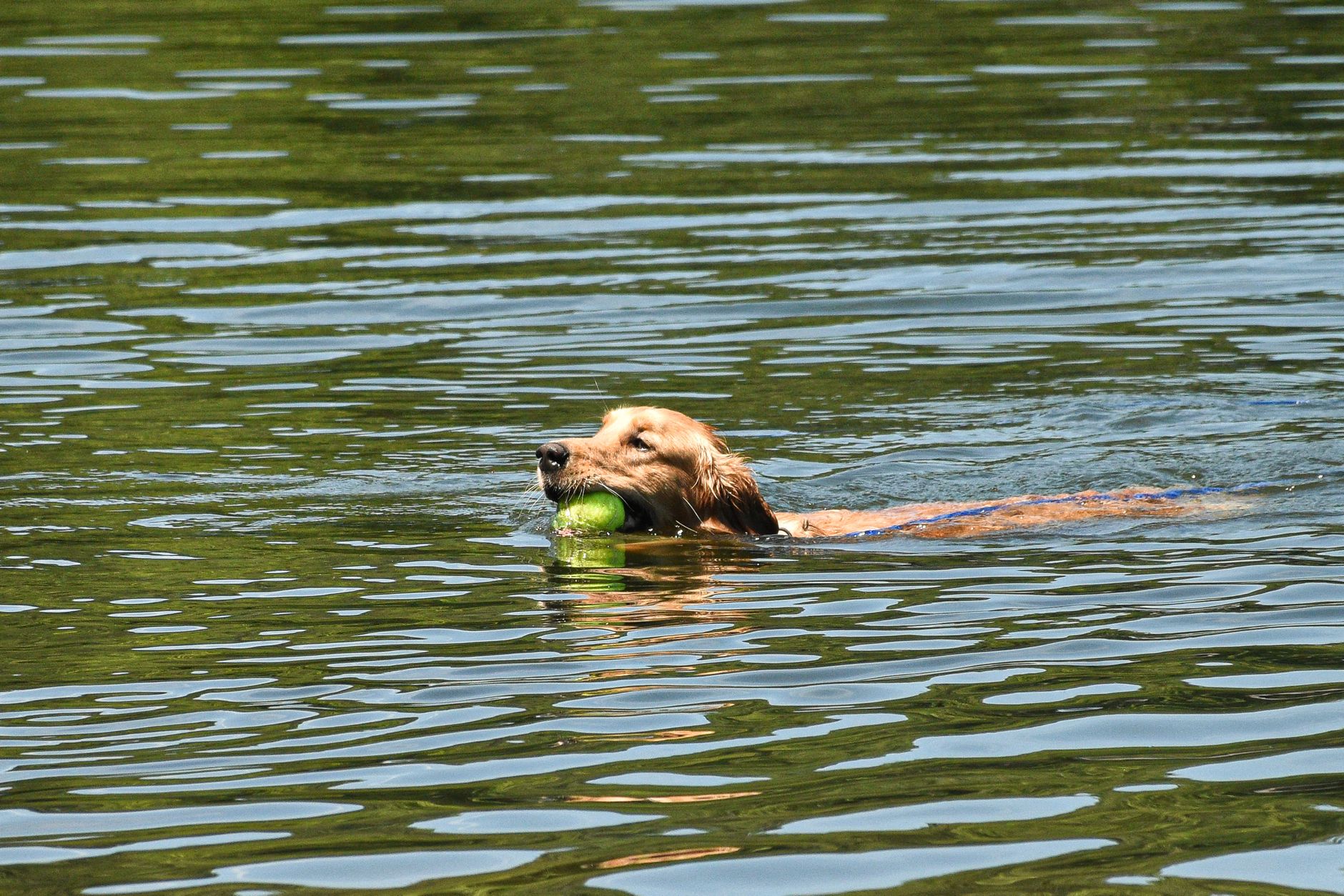Golden Retriever nadando en el agua