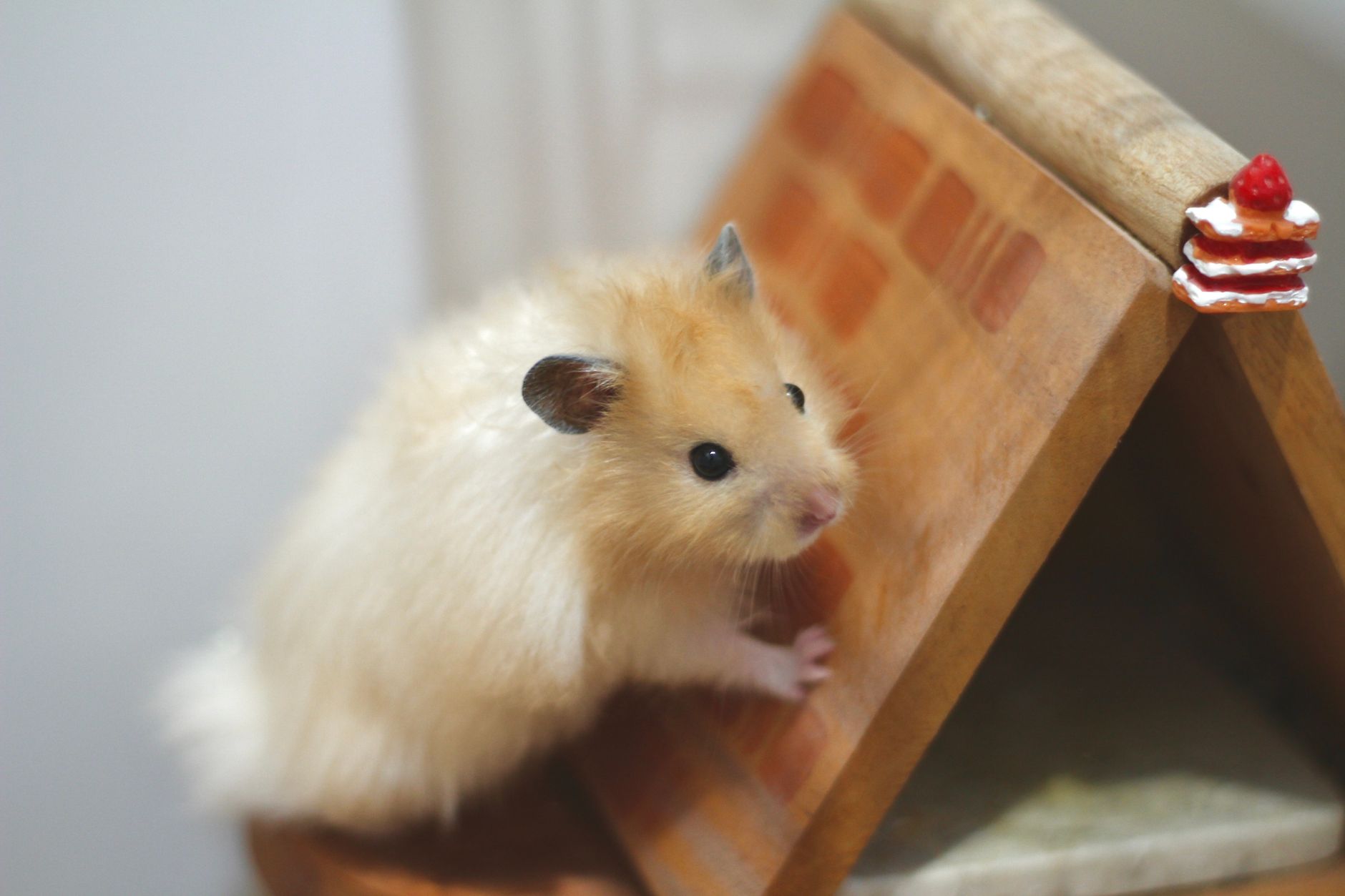 Hamster sirio dorado sobre fondo natural
