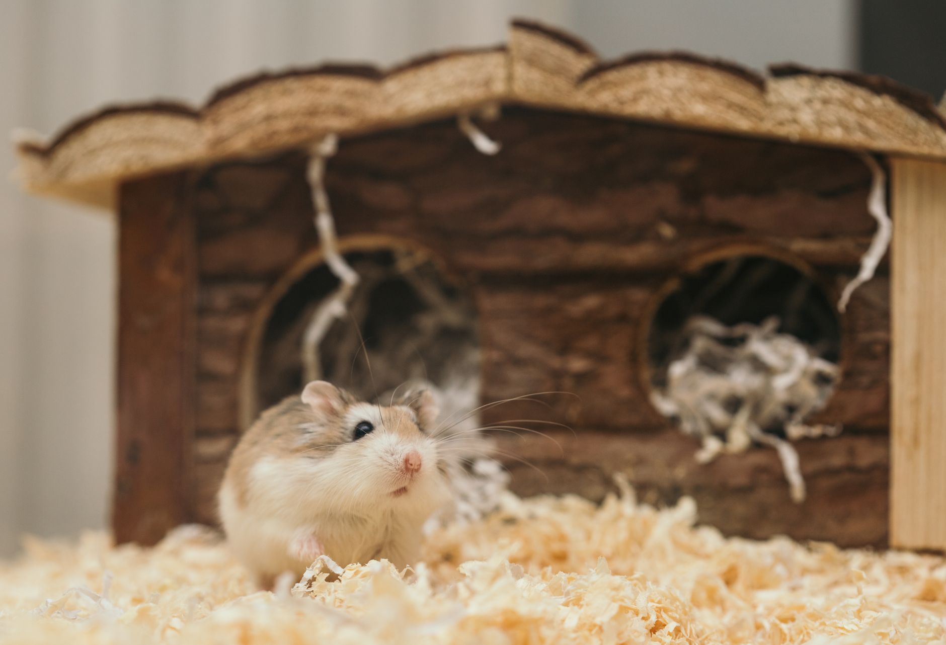 Jaula de hamster con sustrato profundo y rueda de ejercicio