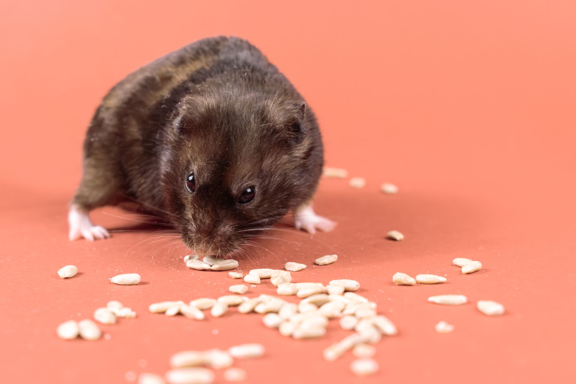 Hamster comiendo semillas de su comedero