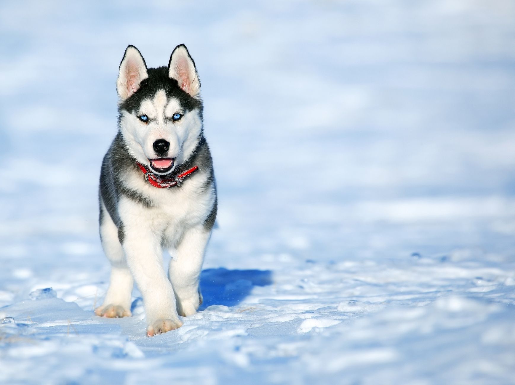 Husky Siberiano corriendo en la nieve a gran velocidad