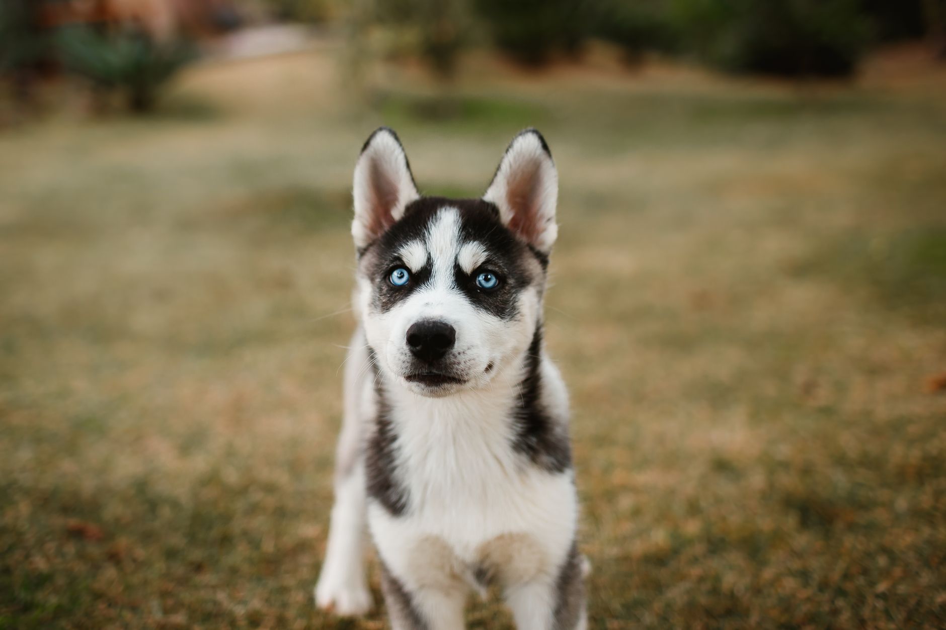 Cachorro de Husky Siberiano con ojos azules expresivos