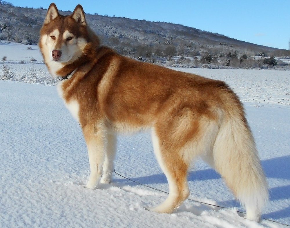 Husky Siberiano