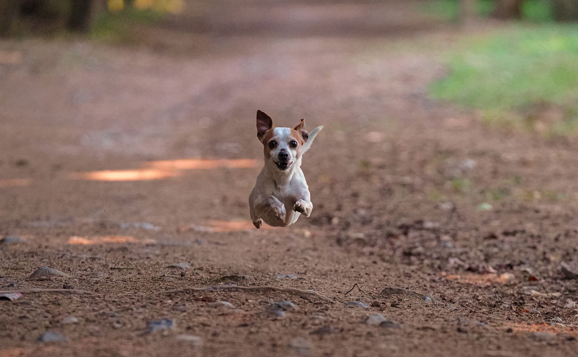 Jack Russell Terrier corriendo con expresión activa y alegre