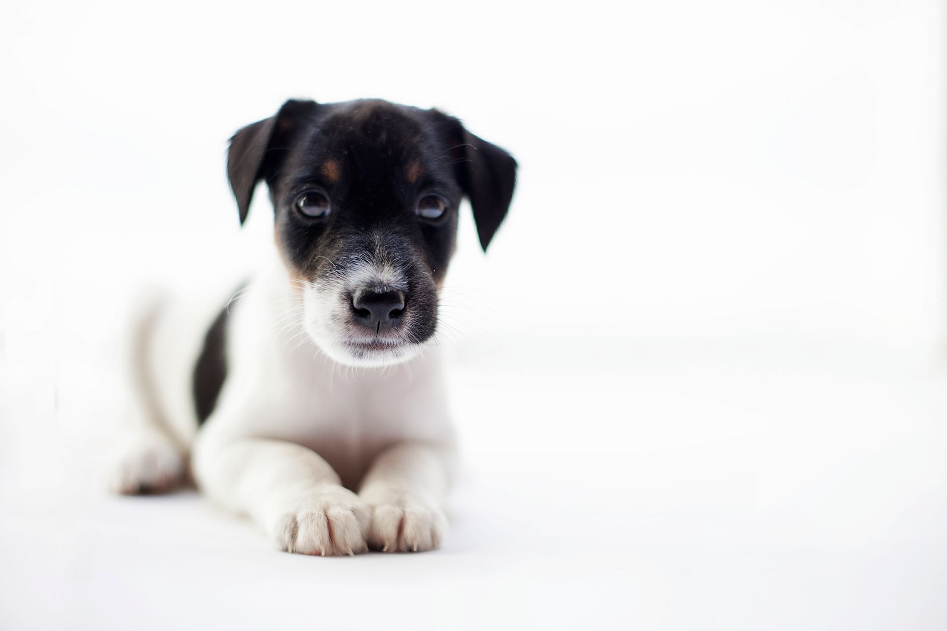Jack Russell Terrier cachorro de cerca con expresión alerta