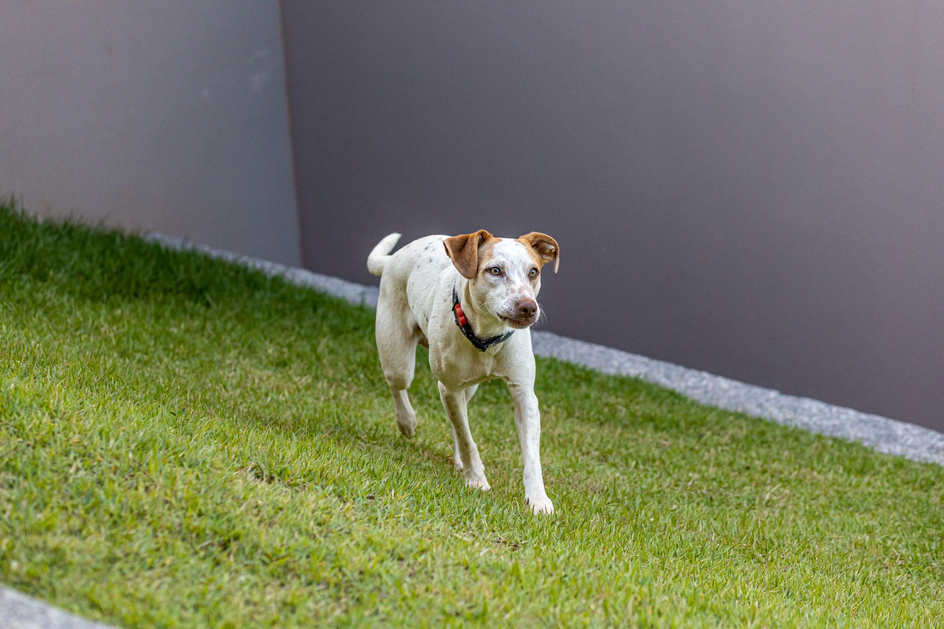 Jack Russell Terrier jugando al aire libre con expresión viva