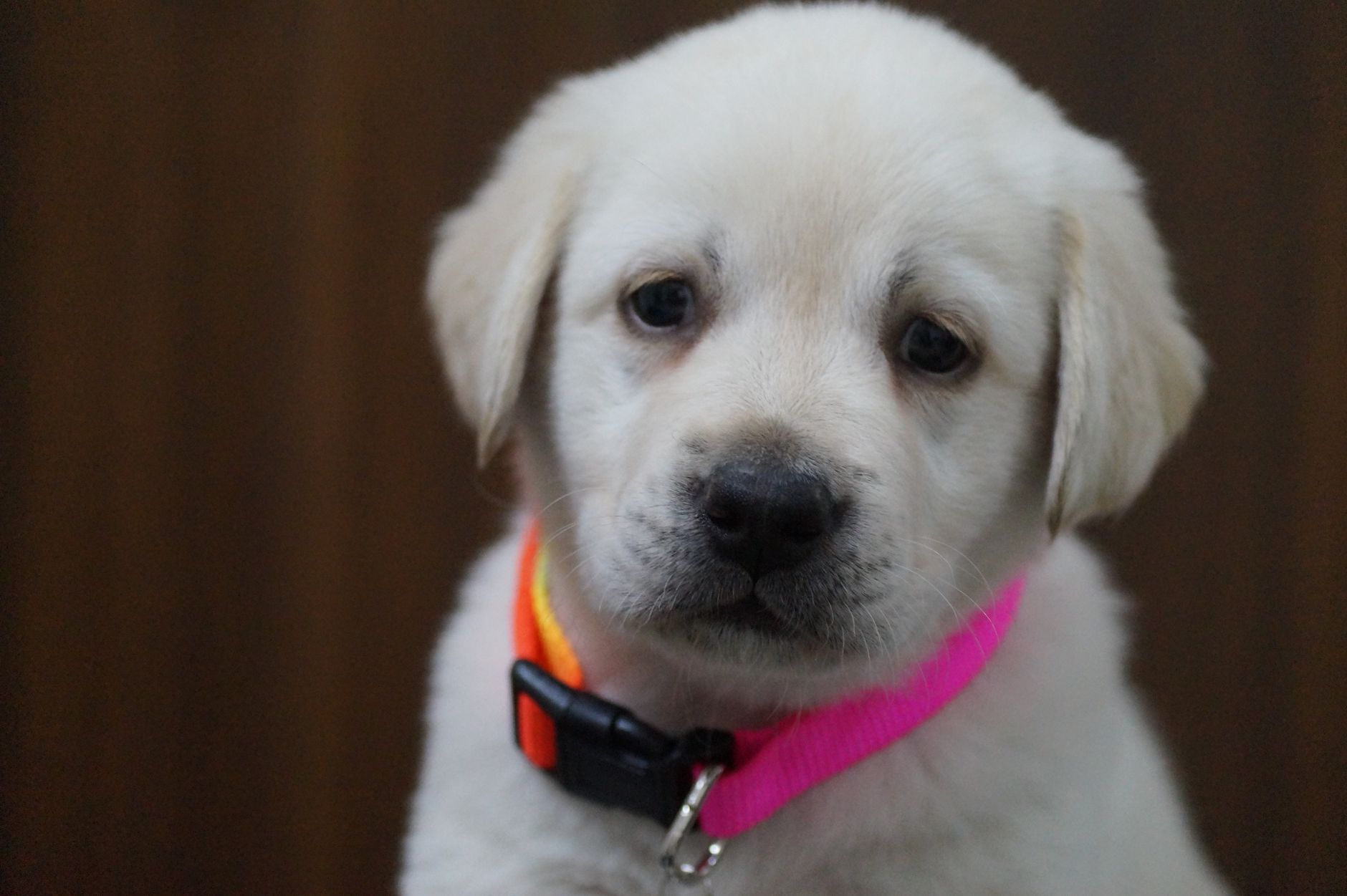 Labrador Retriever cachorro siendo adiestrado con refuerzo positivo y premios