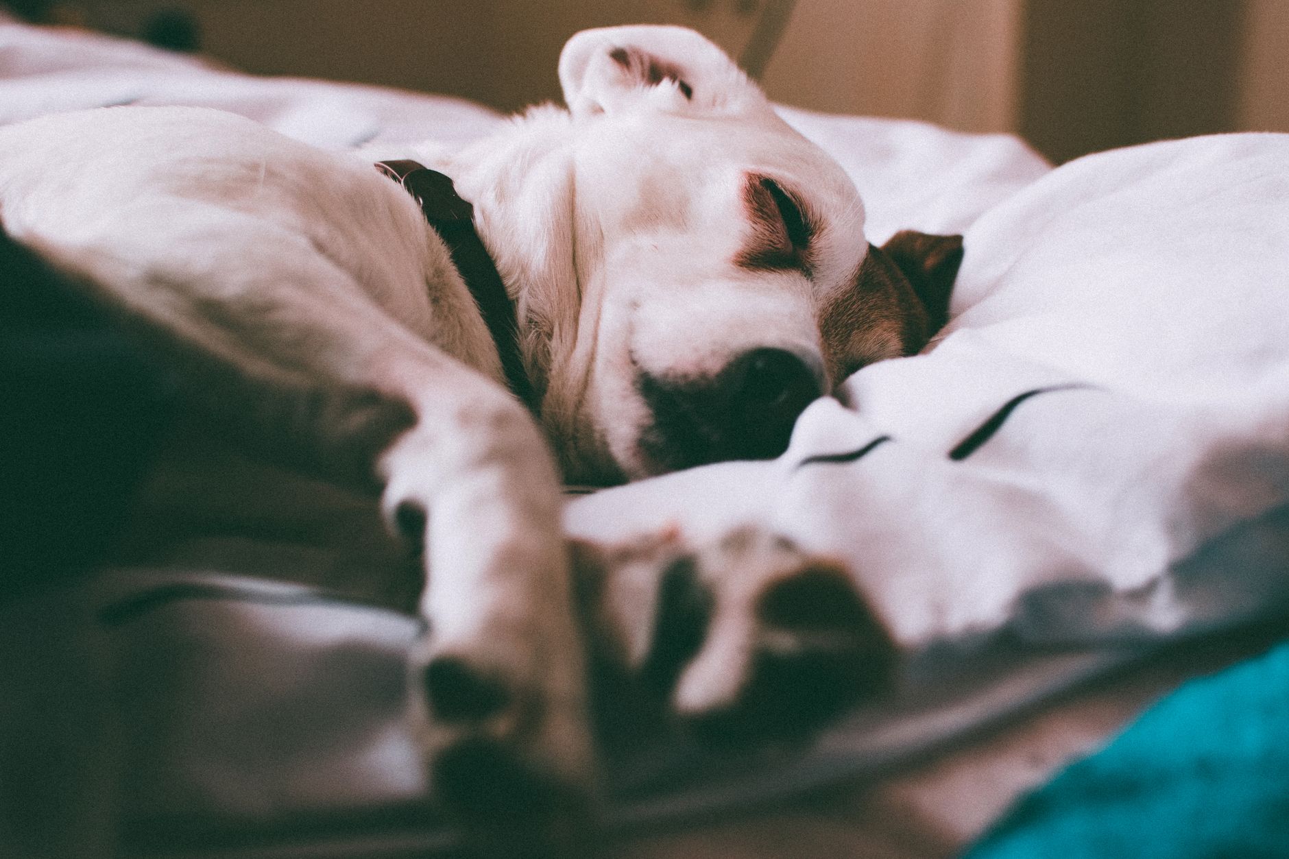 Cama pequeña para perro con borde elevado