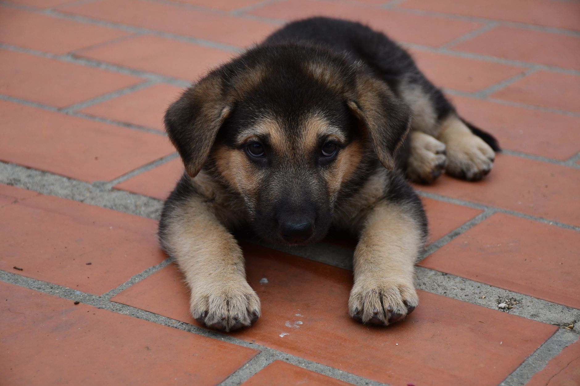 Cachorro de Pastor Alemán jugando