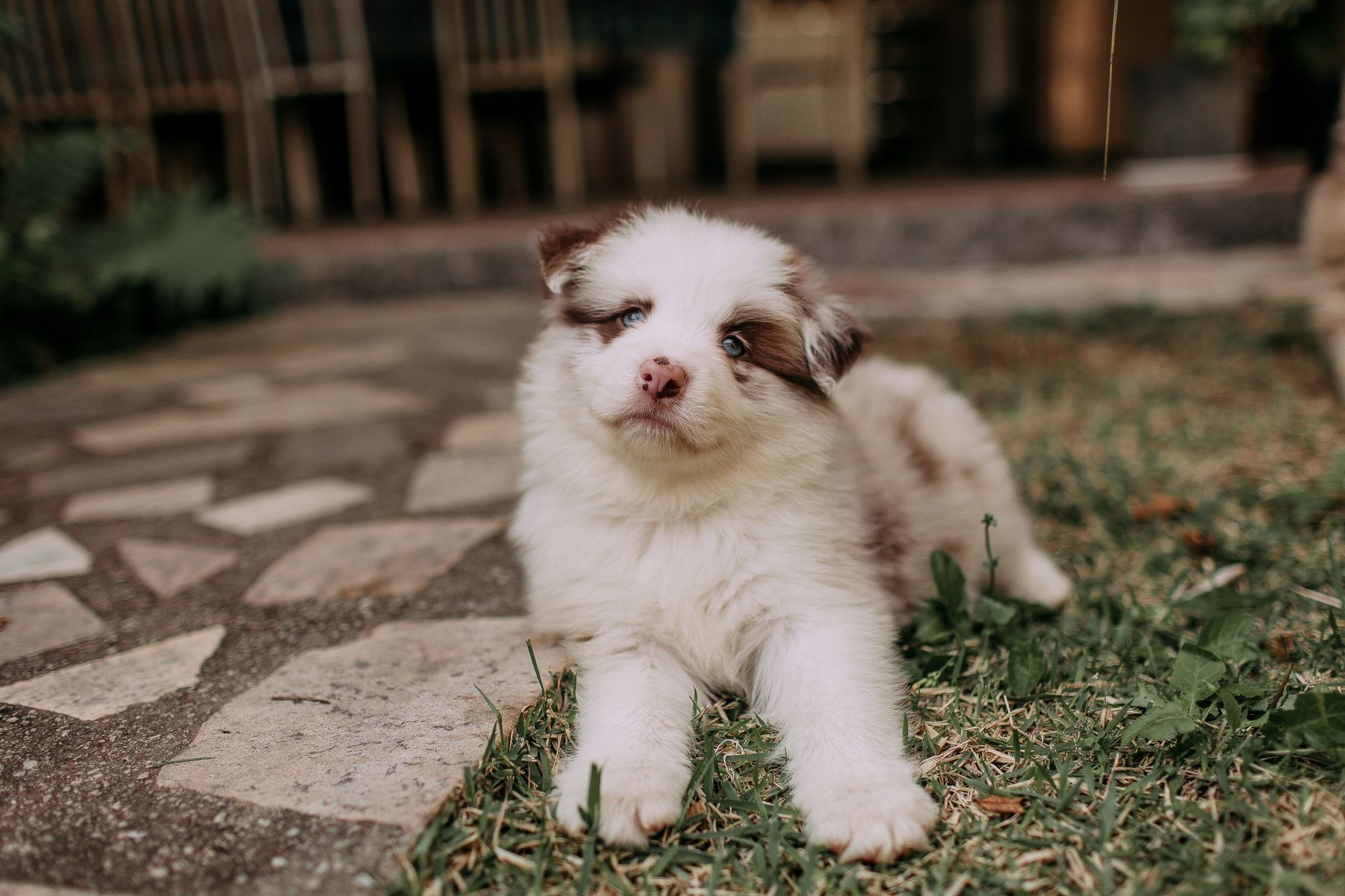 Pastor Australiano, perro de raza con pelaje multicolor