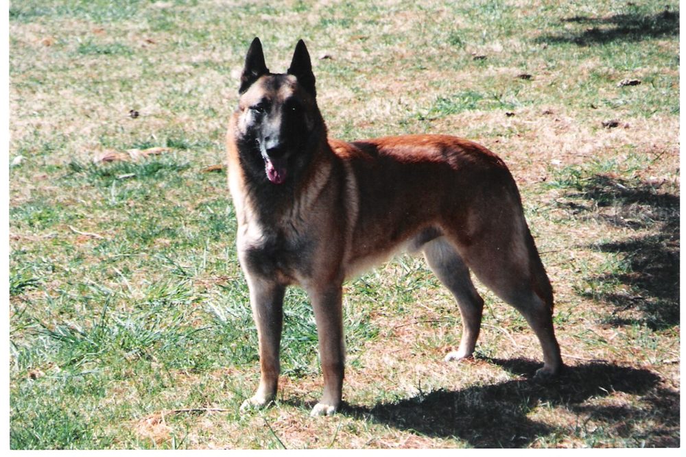 Pastor Belga Malinois (perro) ficha de raza