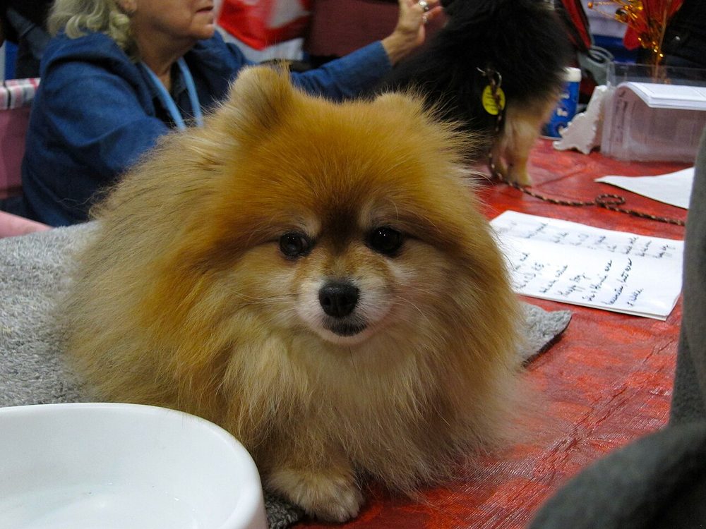 Pomerania (perro) ficha de raza