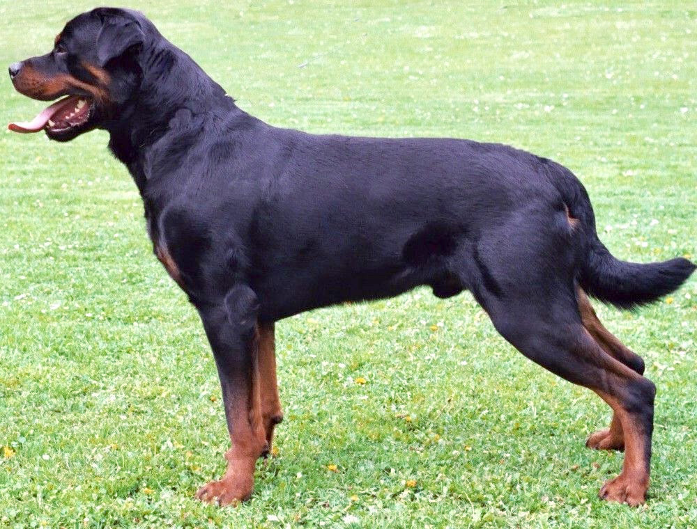 Rottweiler (perro) ficha de raza
