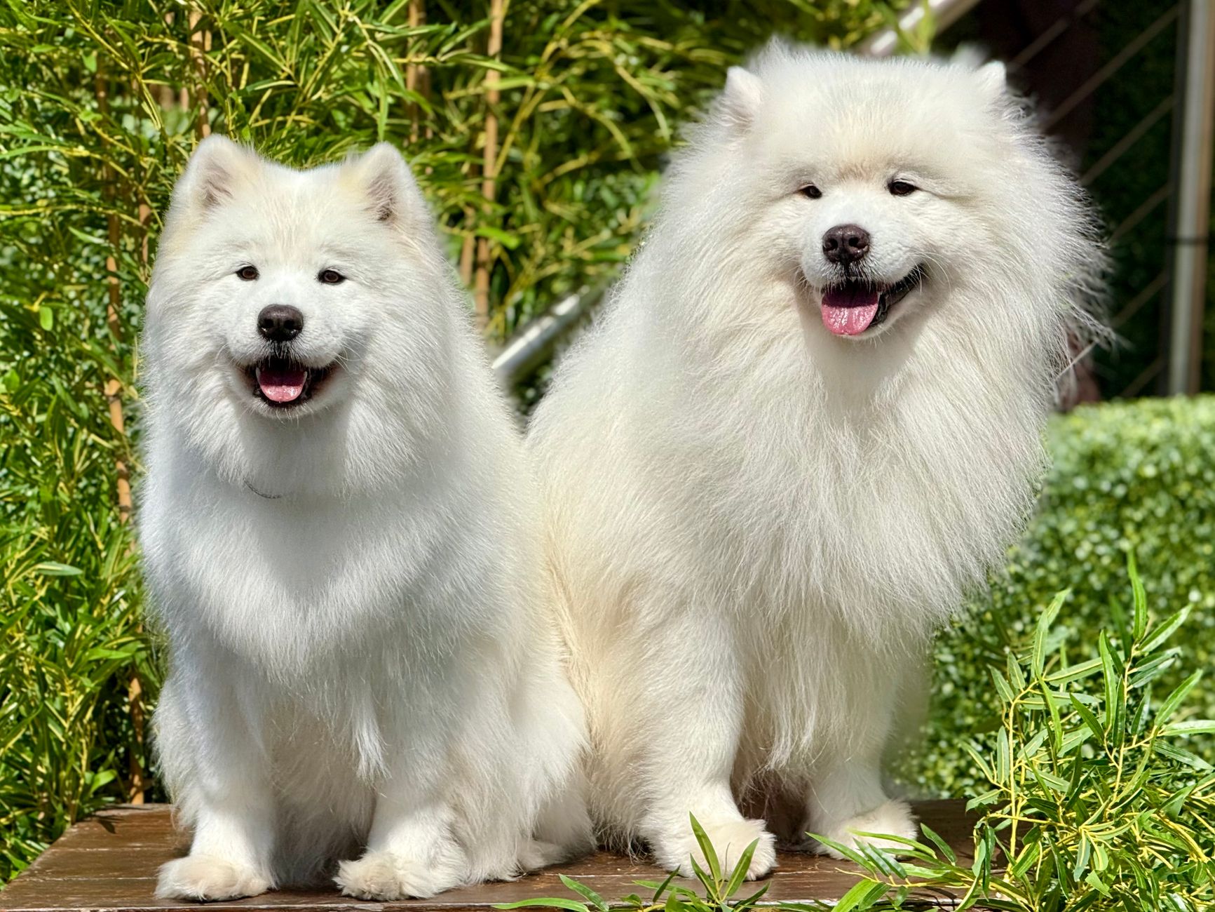 Samoyedo