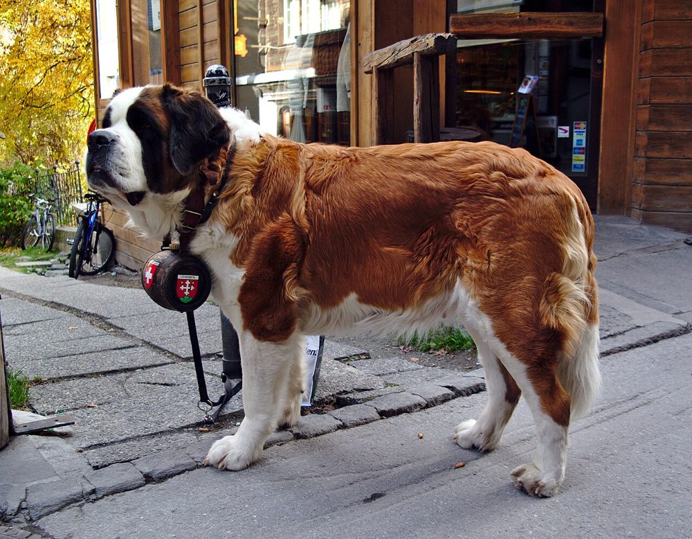 San Bernardo (perro) ficha de raza