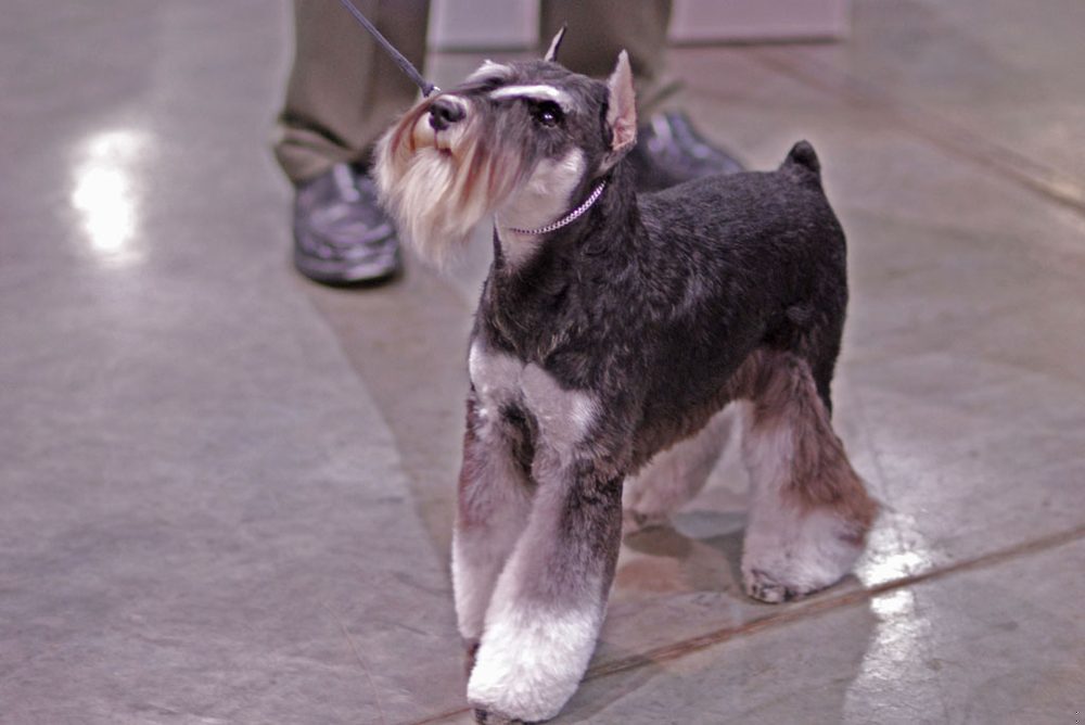 Schnauzer Miniatura (perro) ficha de raza