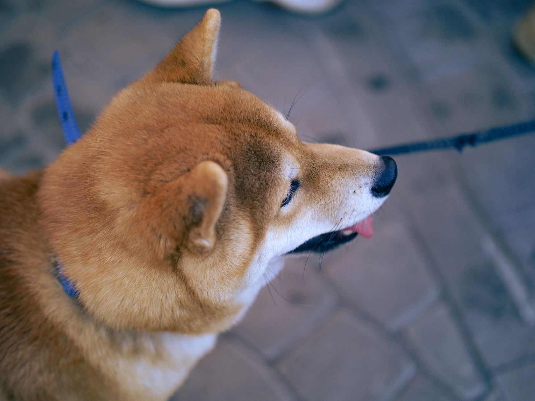 Shiba Inu