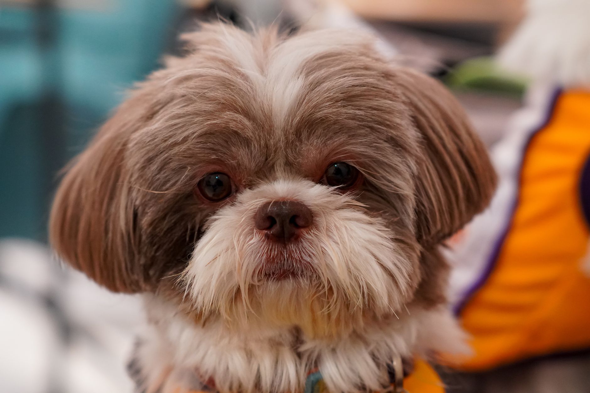 Shih Tzu ficha de raza completa