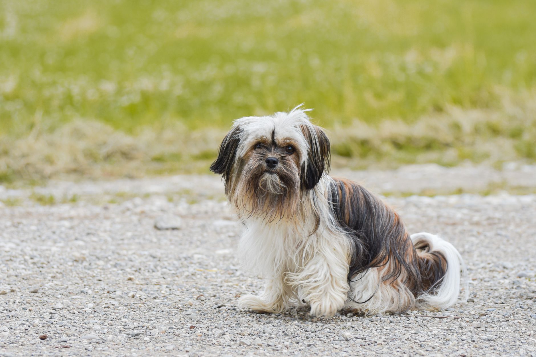 Shih Tzu sentado mostrando su pelaje sedoso