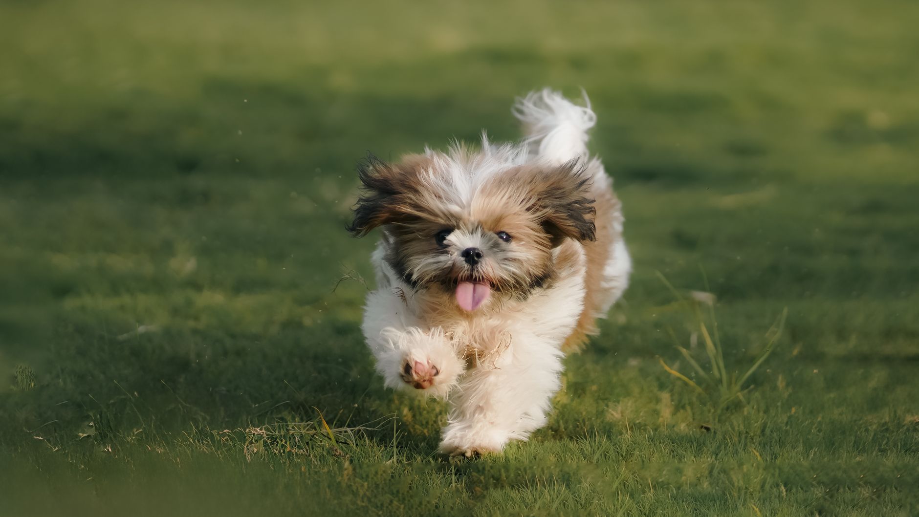 Shih Tzu cachorro esponjoso