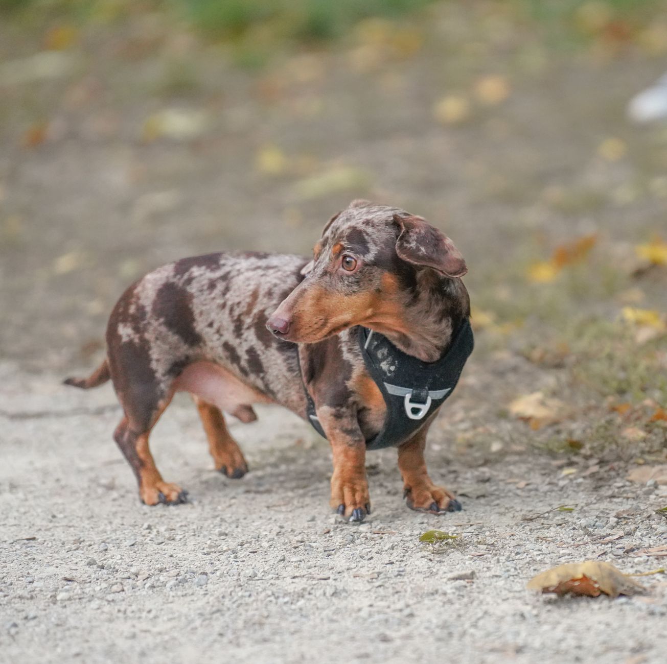 Teckel o perro salchicha (perro) ficha de raza