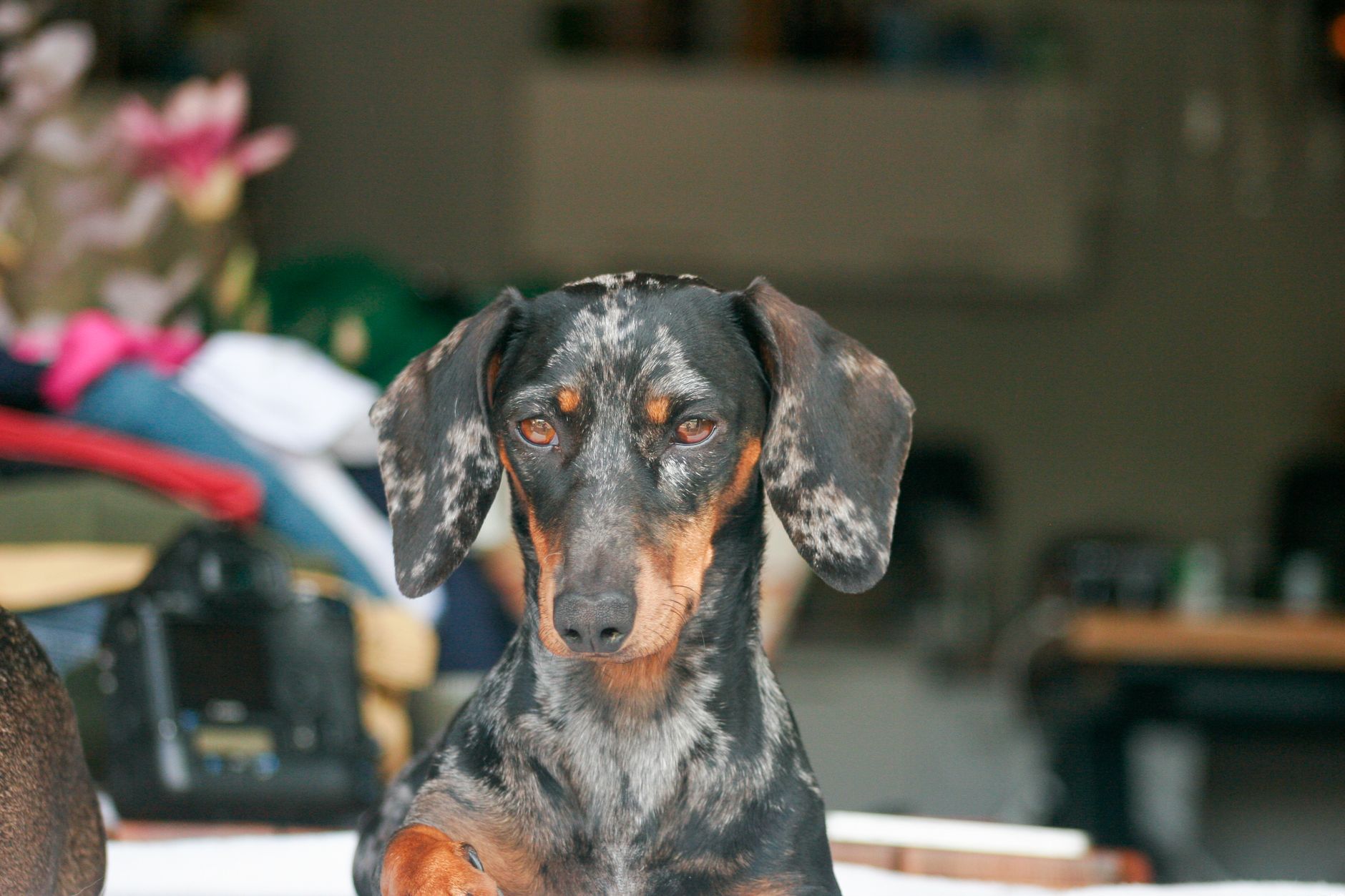 Teckel perro largo