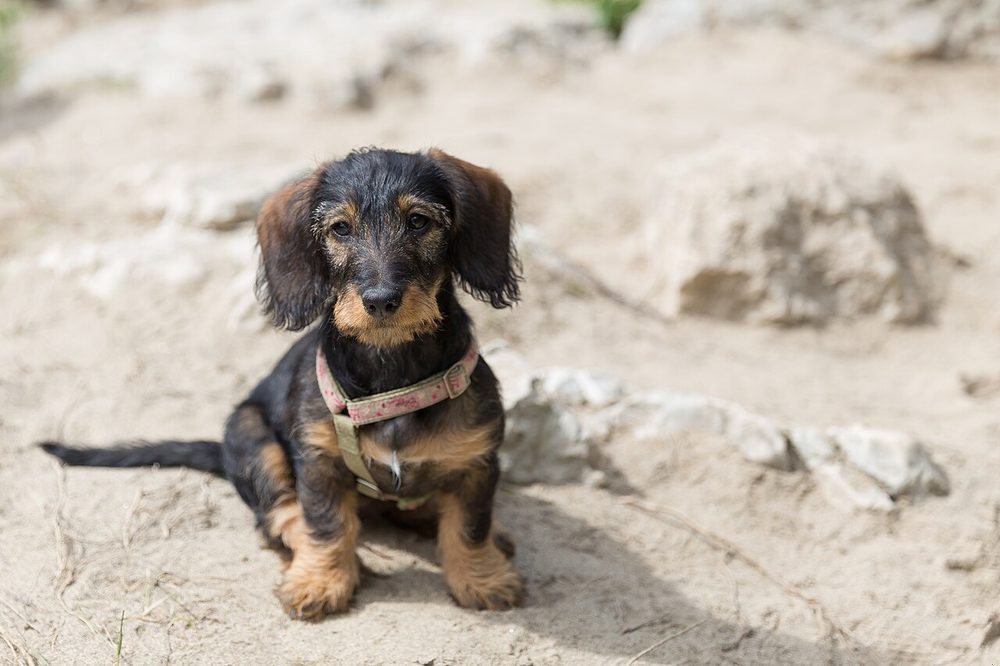 Teckel o perro salchicha (perro) ficha de raza