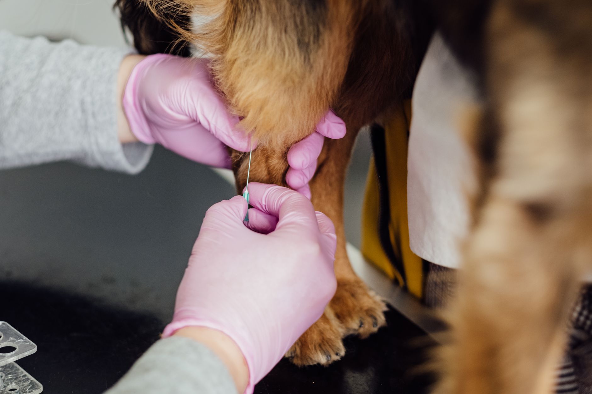 Veterinario vacunando a un cachorro en la clínica