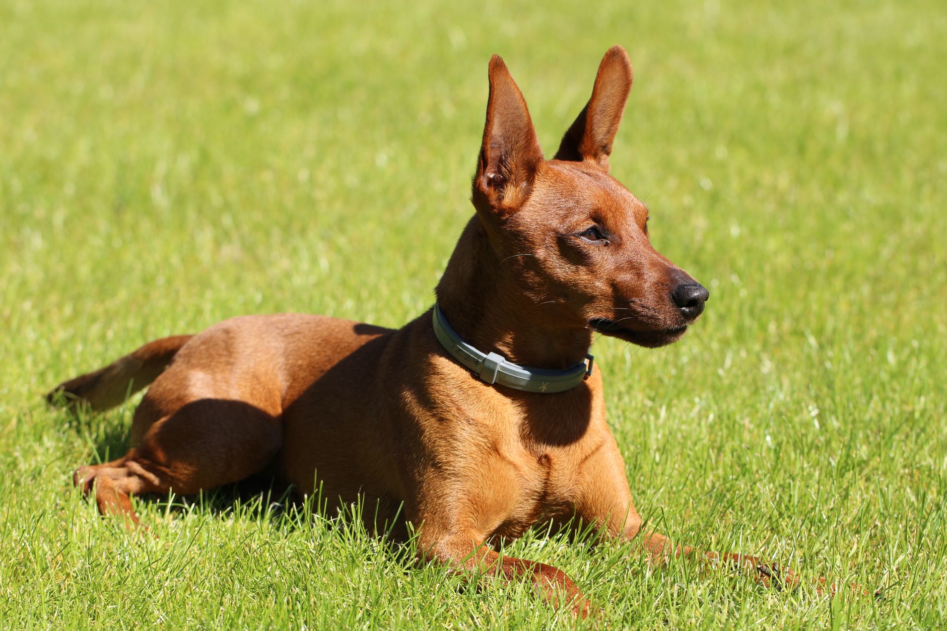 Perro con collar antiparásitos para prevenir pulgas y garrapatas