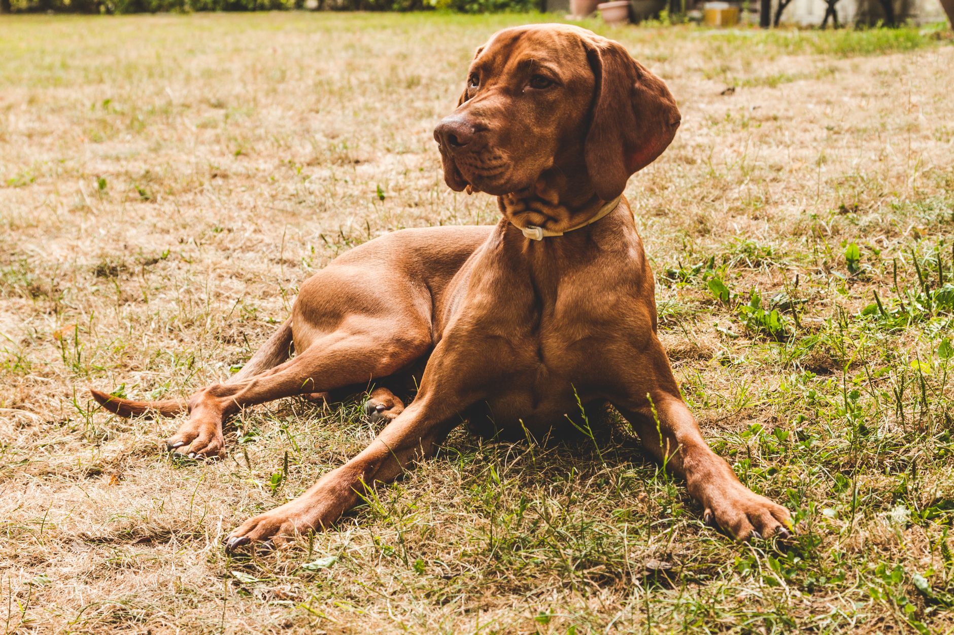 Vizsla Húngaro adulto con su característico pelaje dorado rojizo en exterior
