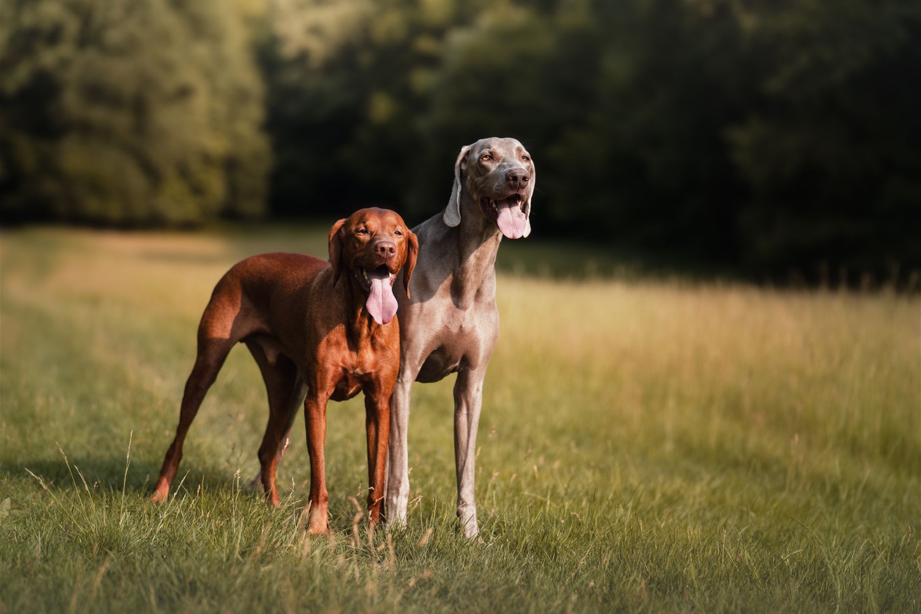 Vizsla Húngaro en posición de muestra en campo abierto, postura típica del perro de caza