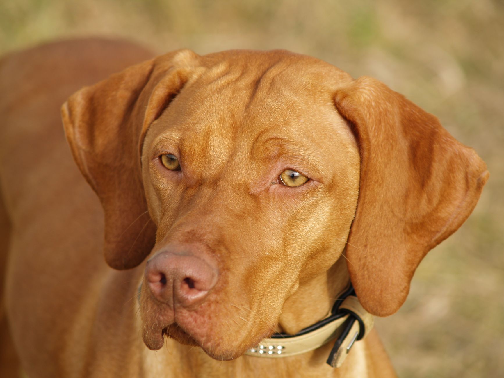 Cachorro de Vizsla Húngaro con pelaje dorado rojizo descansando