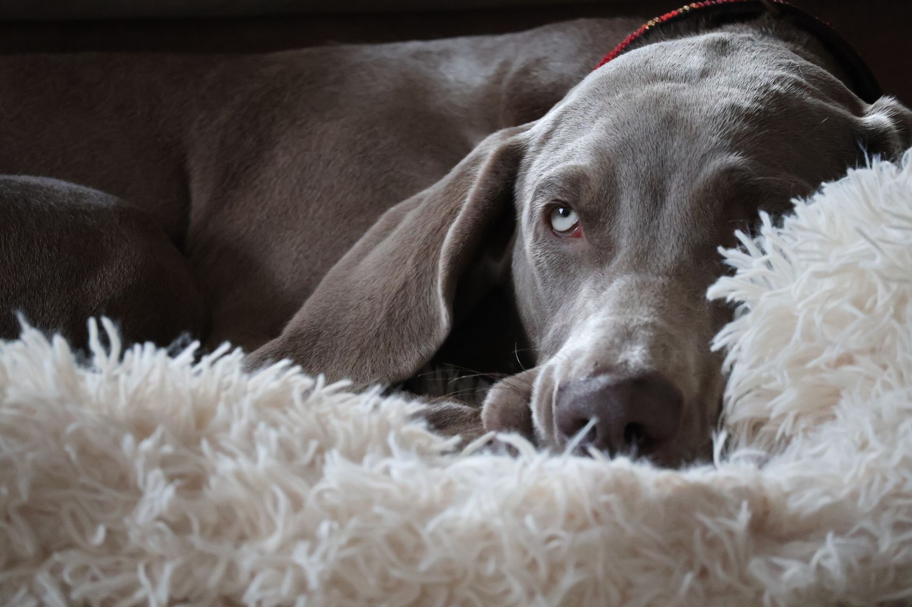 Weimaraner en primer plano mostrando su pelaje gris plateado característico
