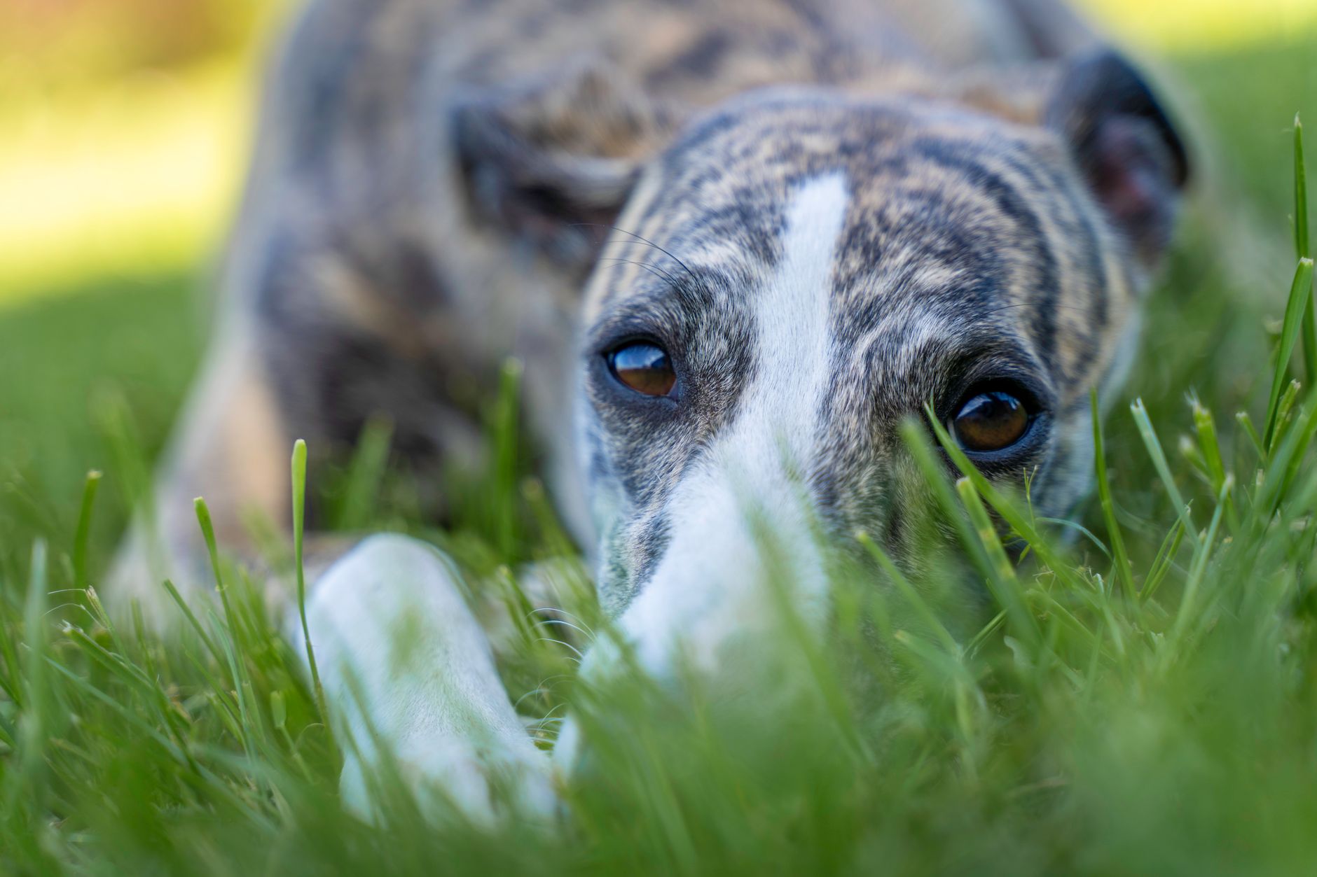 Whippet raza de perro ficha completa
