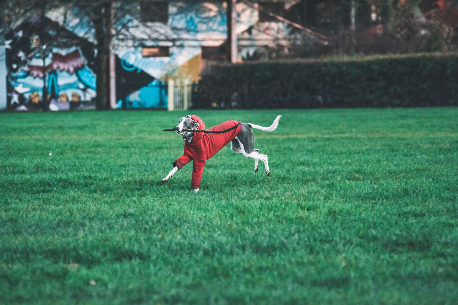 Whippet corriendo