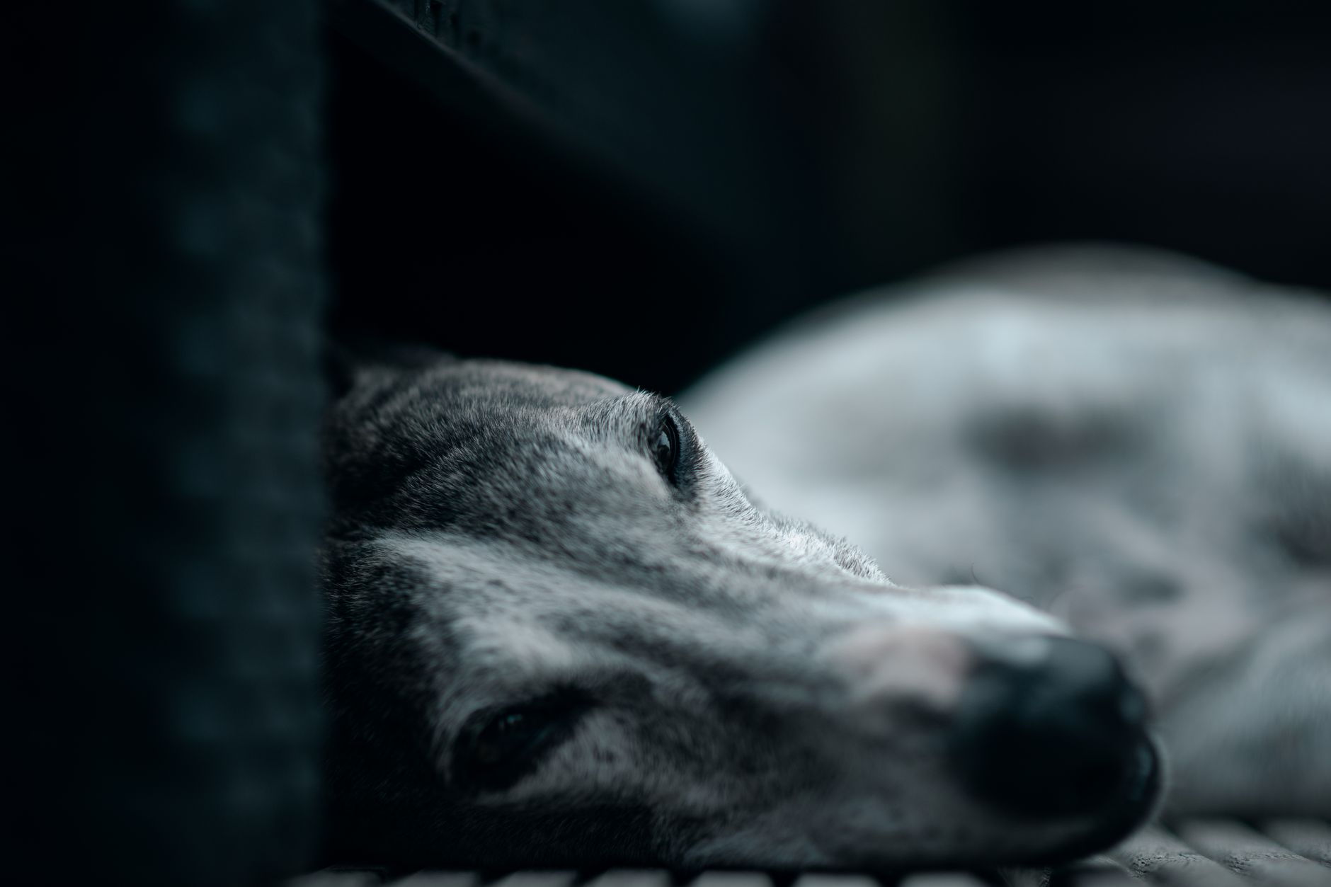 Whippet descansando