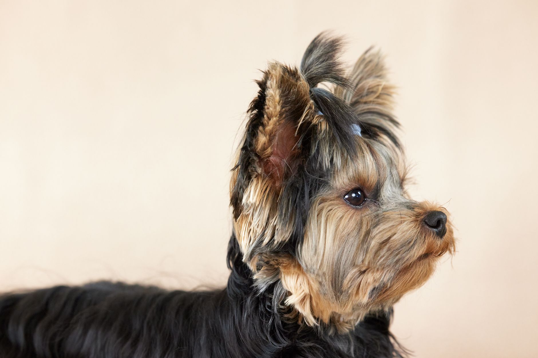 Yorkshire Terrier con su característico pelo largo